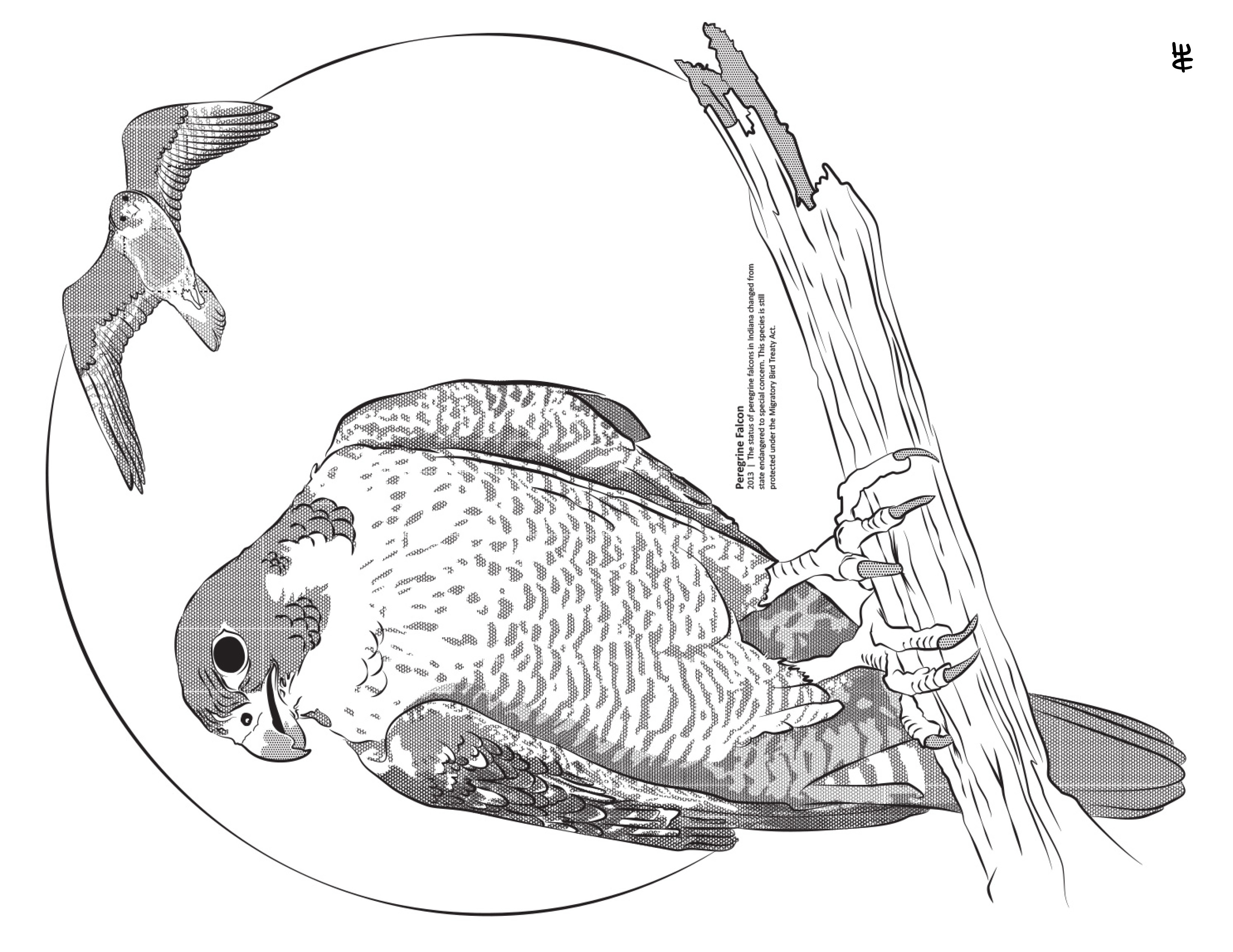 Coloring Downloads Peregrine Coloring Downloads Peregrine